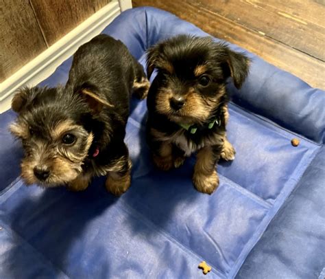 yorkshire terrier puppies texas